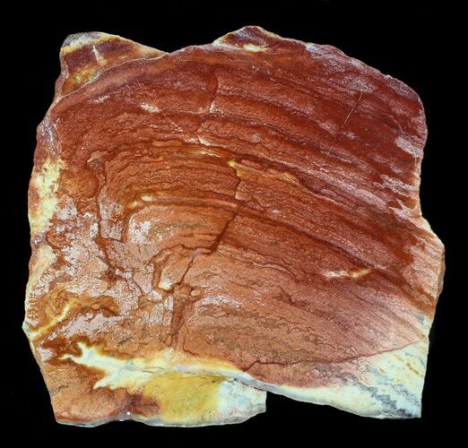 Polished Noondine Chert (Stromatolite) Slab - Billion Years #62765